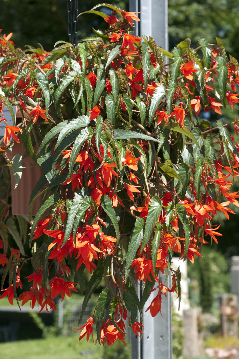 Begonia boliviensis